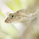 Image: Roberto García Roa/British Ecological Society